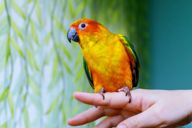 istock Parrot scratching his beak with his Claws 908066126