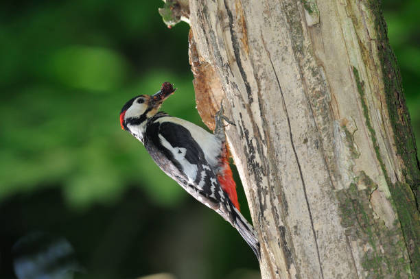 istock male Great spotted woodpecker at nest (Dendrocopos major) 908072842