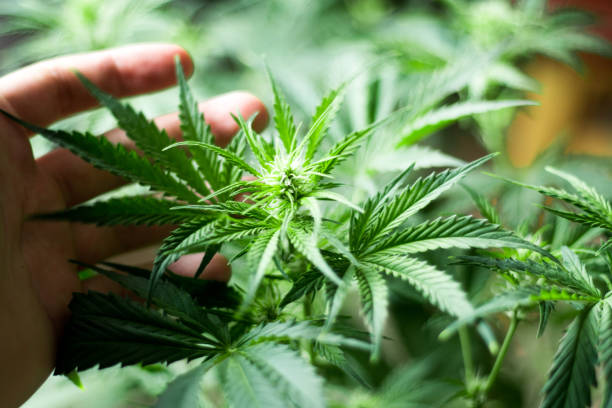 istock A beautiful green cannabis flower and a man's hand 908077830