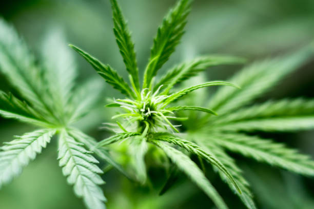 istock Macro of a cannabis flower and marijuana macro 908077888
