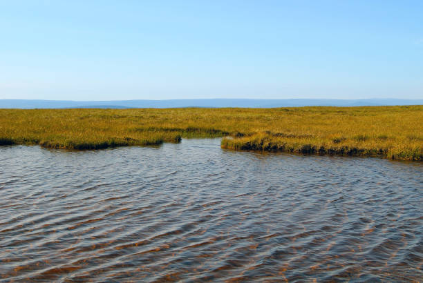 istock shallow mountain lake in the alpine meadow 908080794