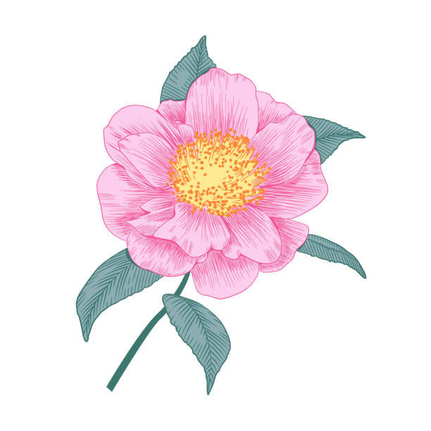 창백한 분홍색 동백 세미 더블 폼 꽃 - semi soft stock illustrations