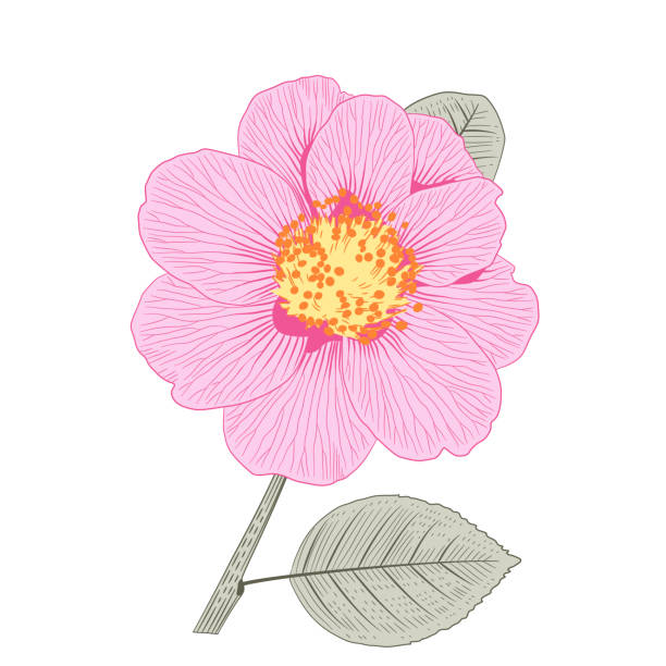 분홍색 동백 japonica 세미 더블 폼 꽃 - semi soft stock illustrations