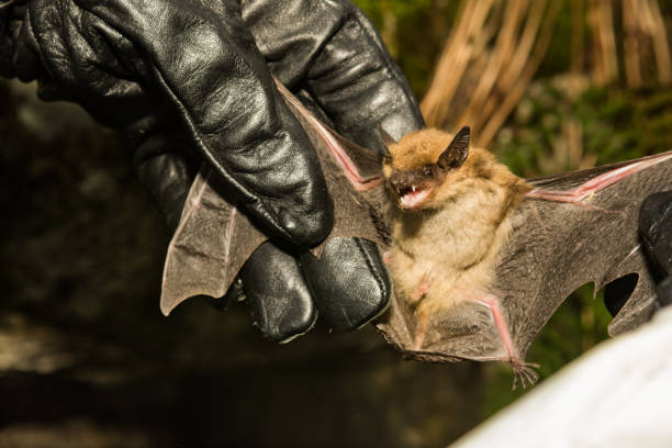Big Brown Bat A wildlife biologist checking the wings of a Big Brown Bat for signs of White-nose Syndrome. bat animal photos stock pictures, royalty-free photos & images