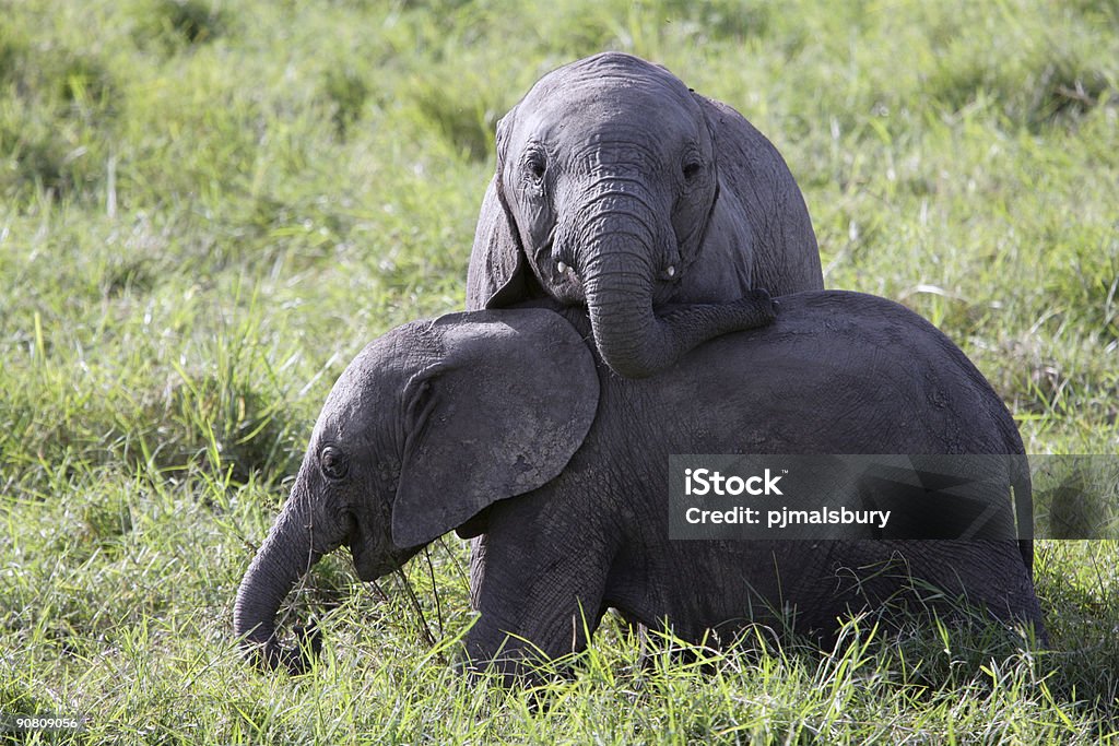Bébés éléphants de jeu - Photo de Jouer libre de droits