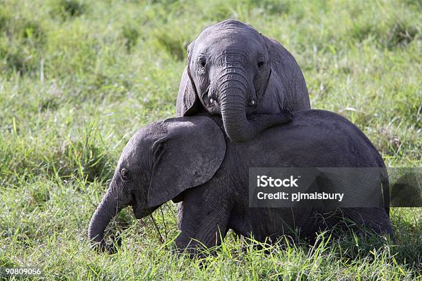 Photo libre de droit de Bébés Éléphants De Jeu banque d'images et plus d'images libres de droit de Jouer - Jouer, Éléphant, Afrique