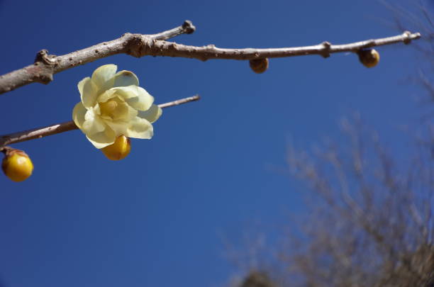istock Flower of Winter Sweet 908091778