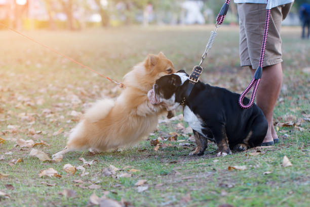 istock Cute dog playing on grass field with owner 908091808