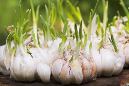 Pile of dry heads of garlic. Vitamin healthy food spice image. View from the top.