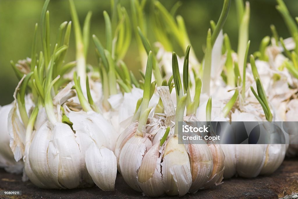 Close up of garlic cloves sprouting on table sprouting garlic Garlic Stock Photo