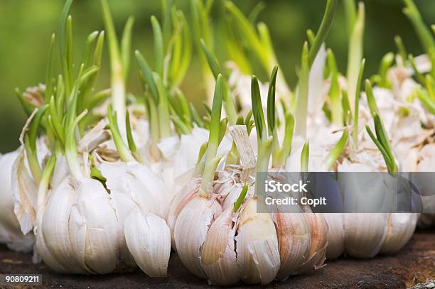 Close Up Of Garlic Cloves Sprouting On Table Stock Photo - Download Image Now - Garlic, Plant, Seedling