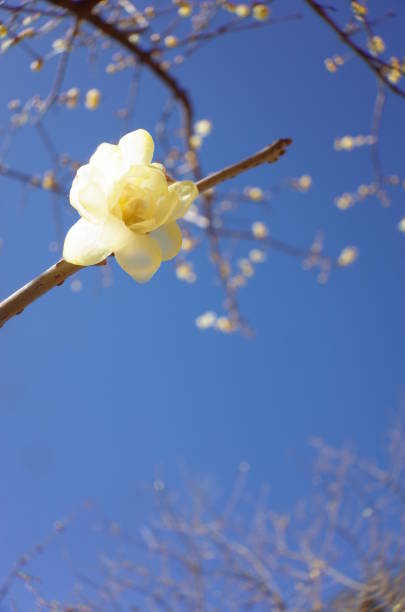 istock Flower of Winter Sweet 908100416