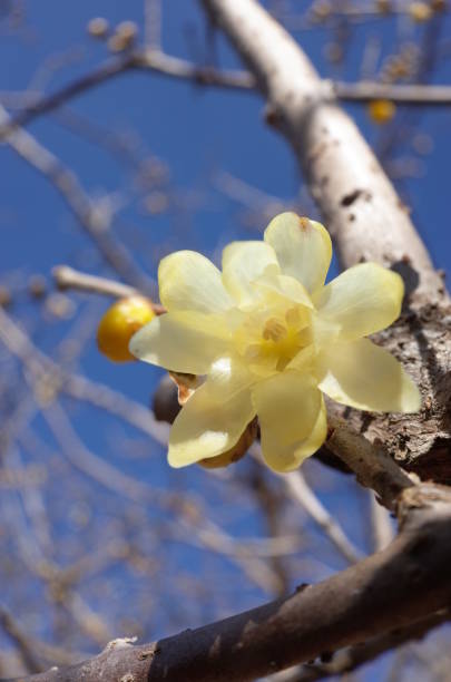 istock Flower of Winter Sweet 908100478