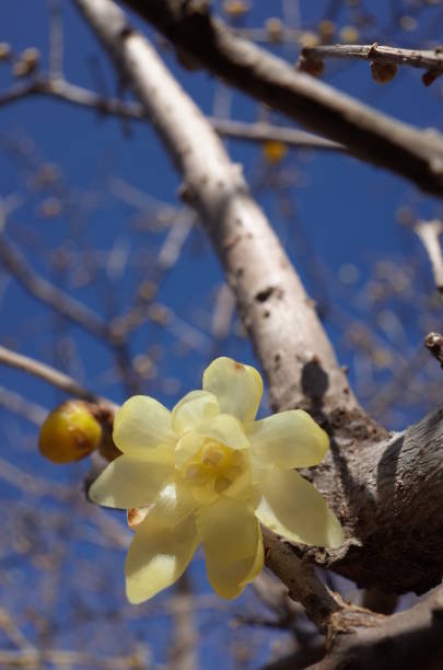 istock Flower of Winter Sweet 908100482