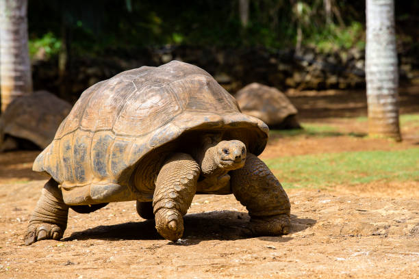 istock Giant turtles, dipsochelys gigantea in island Mauritius 908100632