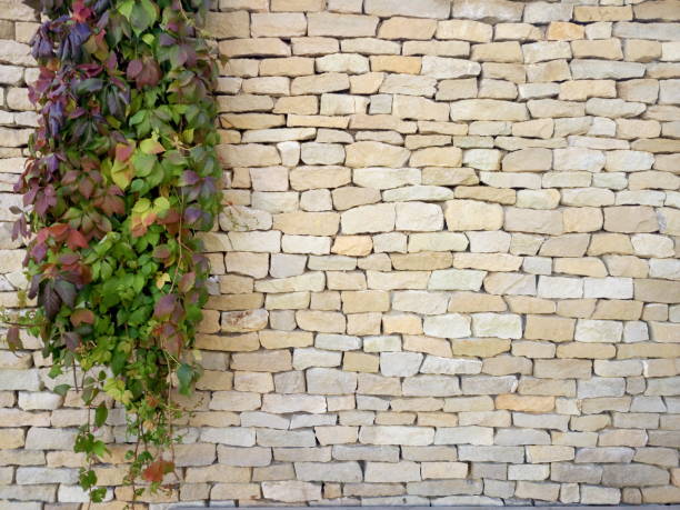 istock Branches decorative plant on brick wall. Green branches on stone wall texture 908111814