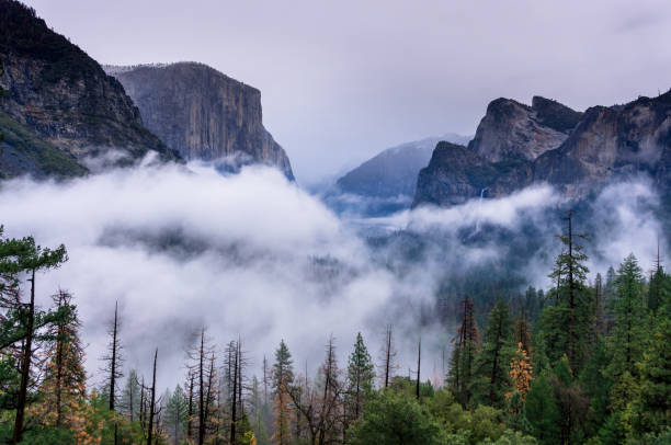 Dramatic shot of Yosemite National Park, wreathed in fog on a wintry day, with El Capitan and the Three Brothers poking over the trees and the mist.