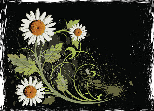 biały camomiles na czarnym tle grunge (wektor kwiaty ozdoba - scroll shape flower floral pattern grunge stock illustrations