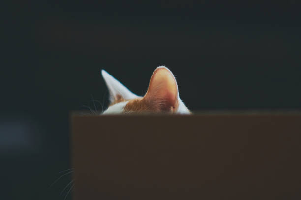 Playful Pets. Orange and white cat playing in cardboard box