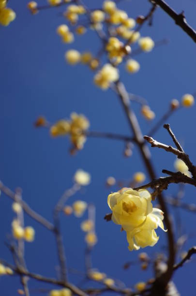 istock Flower of Winter Sweet 908122778