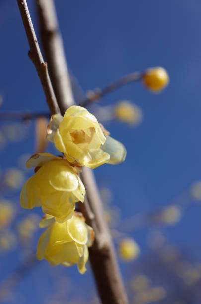 istock Flower of Winter Sweet 908122828