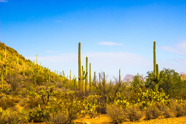 istock Saguaro Cactus In Arizona Desert 908123214