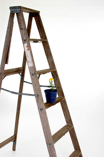 istock Ladder and little pot plant 90812331