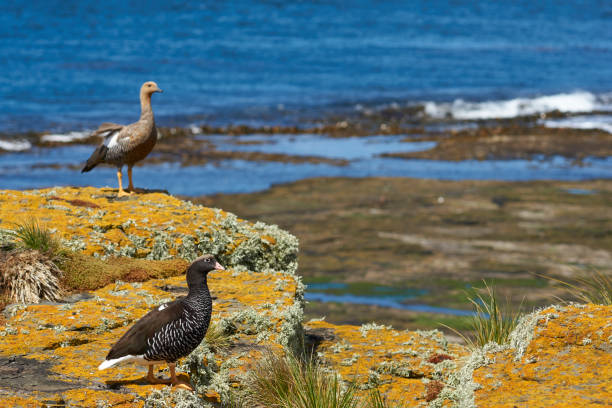 istock Geese on the cliffs of Bleaker Island 908123558