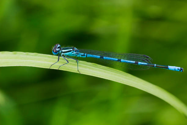 Common blue damselfly or Northern bluet on grass