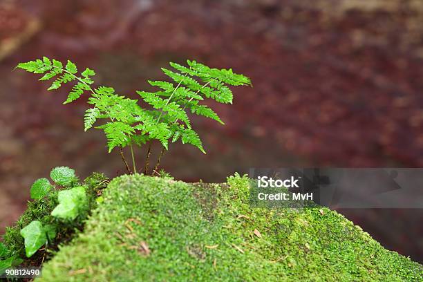 Fern Leaves Foto de stock y más banco de imágenes de Boscaje - Boscaje, Bosque, Botánica