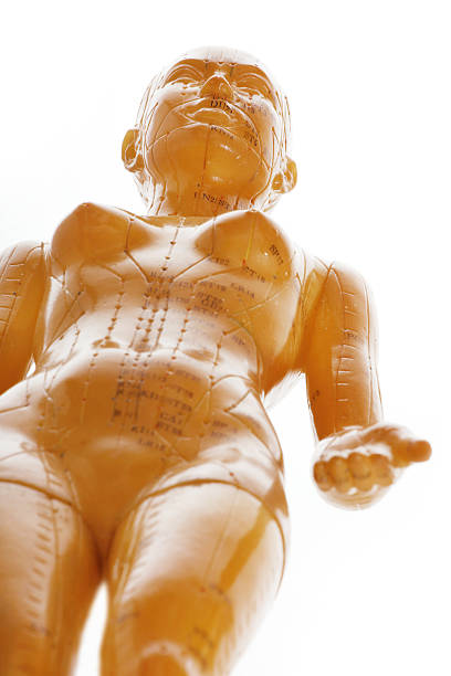 акупунктура женский модель - acupuncture shiatsu reflexology meridians стоковые фото и изображения