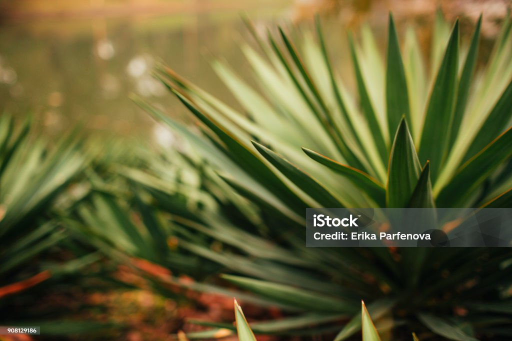 agave de feuilles d’yucca - Photo de Agave libre de droits