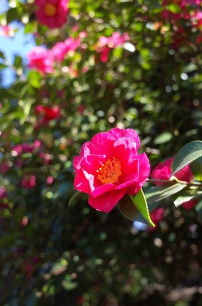 istock Flower of Camellia Sasanqua 908129386