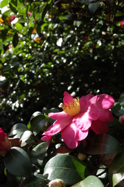 istock Flower of Camellia Sasanqua 908129448