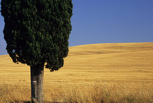 cyprès contre champ de blé, san quirico, en toscane - siena province photos et images de collection