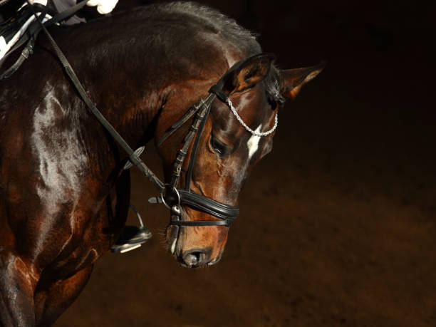 beautiful purebred dressage horse portrait in dark stable - livestock horse bay animal imagens e fotografias de stock