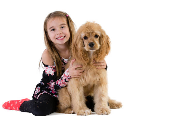 Full length studio shot of a cute girl of elementary age smiling and looking at camera while holding her cute pet, a brown cocker spaniel dog against white background for copy space