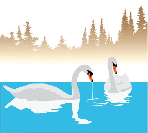 Vector illustration of Wild Swans Bathe