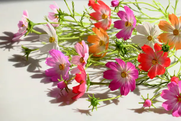 Abstract clay art with colorful cosmos flowers, amazing multi color artwork on white background