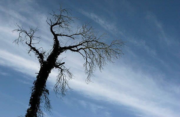 Tree Silhouette stock photo