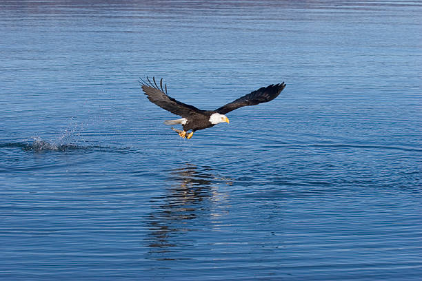 Bald Eagle Fishing stock photo