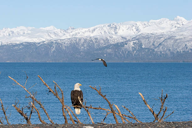 Bald Eagle Perched stock photo