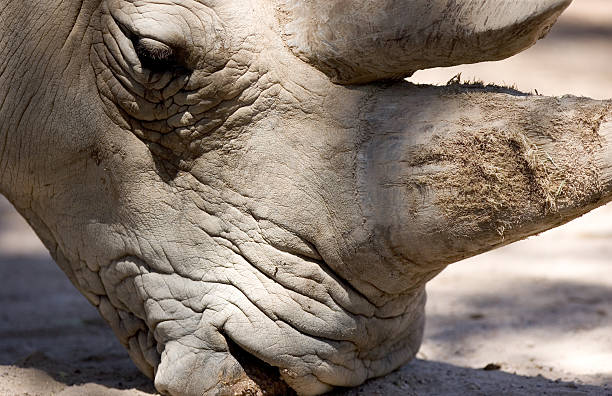 Rhino Up Close stock photo