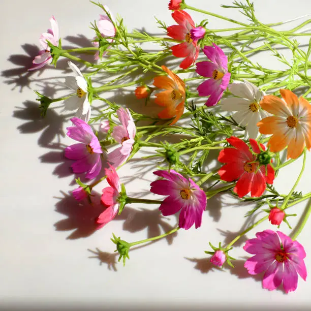 Abstract clay art with colorful cosmos flowers, amazing multi color artwork on white background