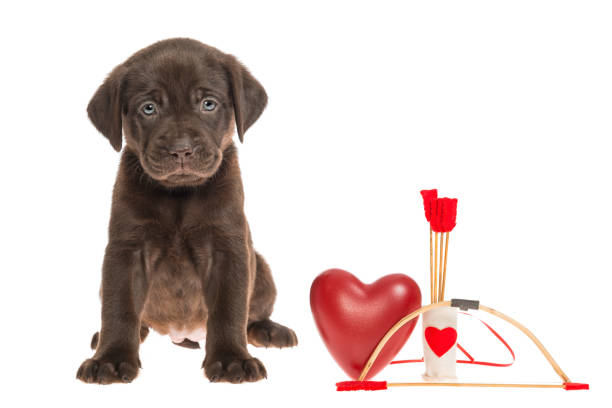 A Cupid want a be for Valentine's Day, a cute young Chocolate Labrador puppy sitting on a white seamless background looking at the camera next to a red heart,  quiver, bow and arrows.