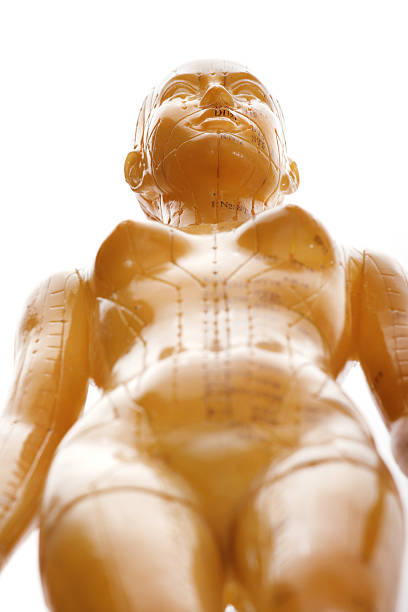 акупунктура женский модель из списка - acupuncture shiatsu reflexology meridians стоковые фото и изображения