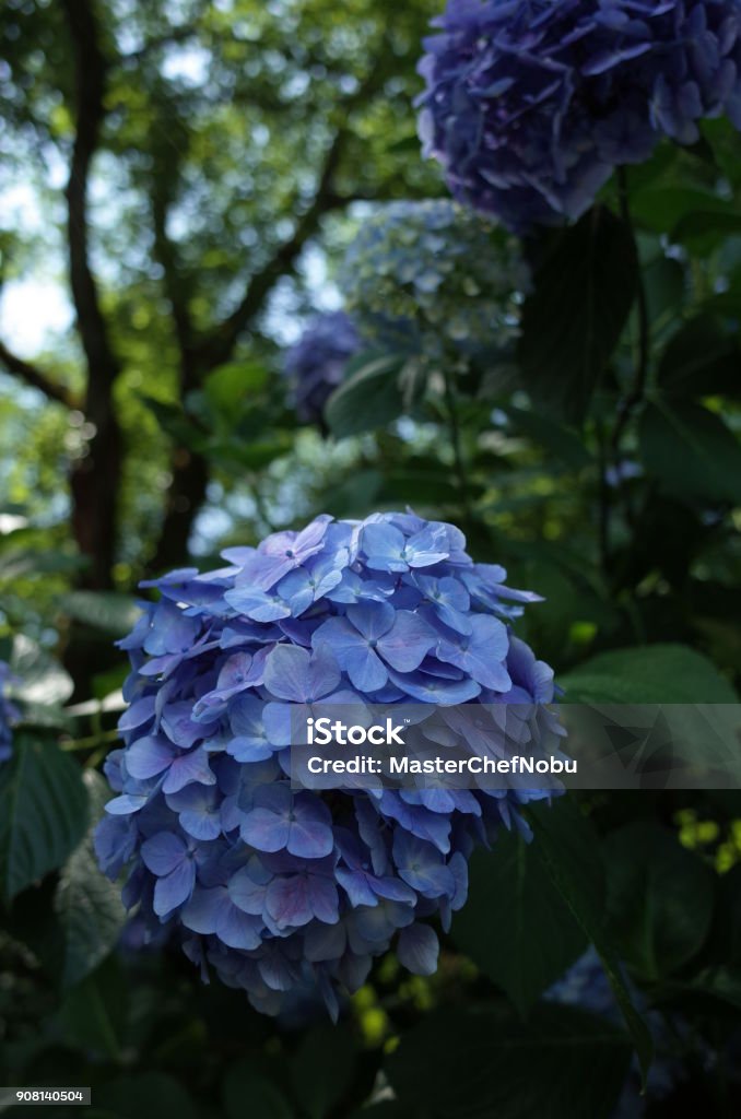 Light Blue Hydrangea Stock Photo - Download Image Now - Beauty, Beauty ...