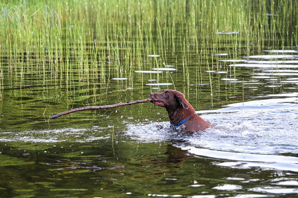 istock A dog in the water bringing back a large stick 908141024