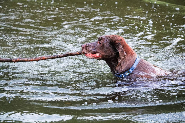 istock A dog playing fetch in the water with a large stick 908141166
