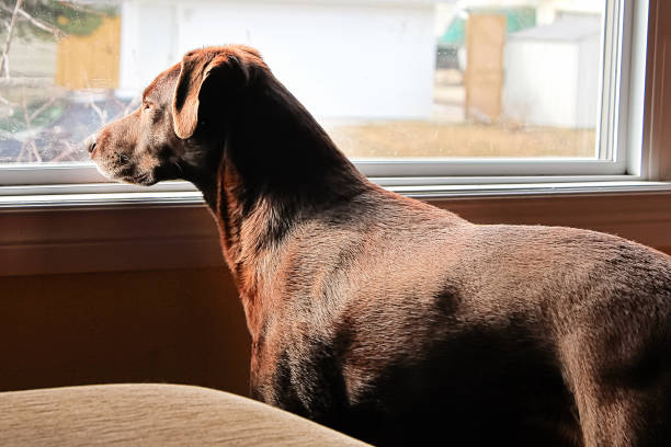 un chien qui regarde avec envie par une grande fenêtre - longingly photos et images de collection